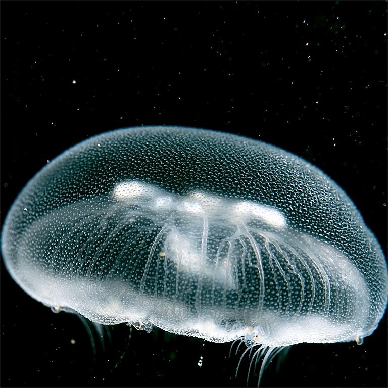 Moon Jellyfish Facts — SeaDoc Society